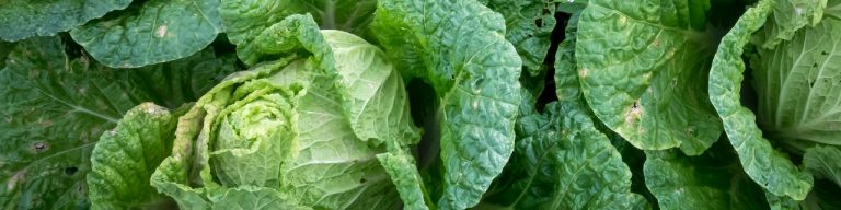 Cabbage Soup
